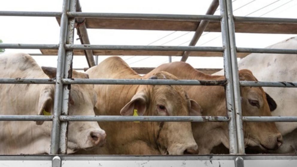 El cami�n transportaba 65 animales de carga. (Imagen ilustrativa). Gentileza Movertis.com)