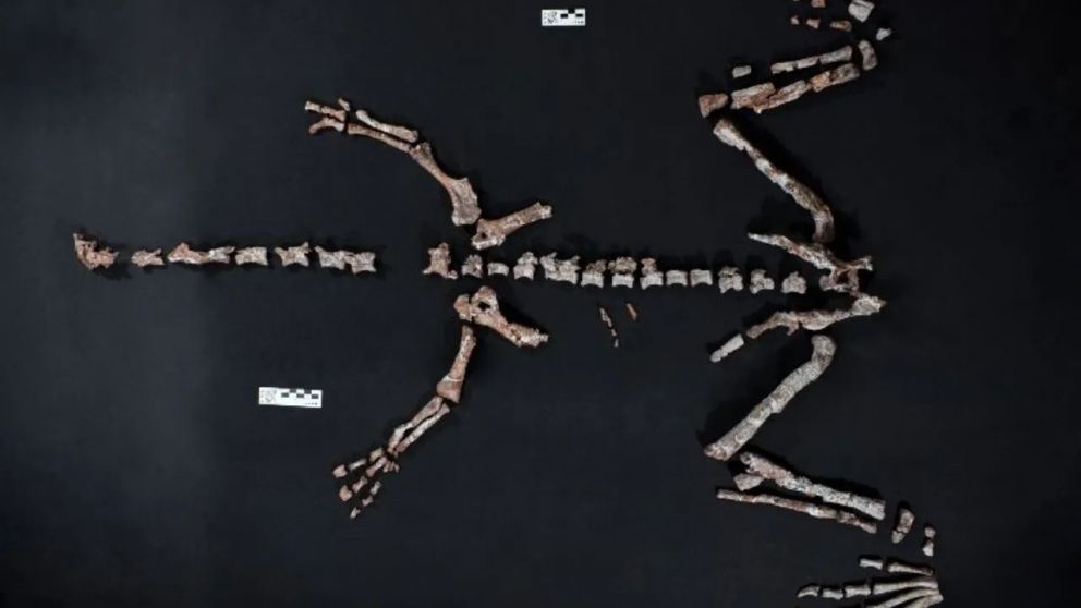 Huesos fósiles de Huayracursor jaguensis, un dinosaurio que vivió hace unos 230 millones de años. Créditos: Gentileza del equipo de investigación.