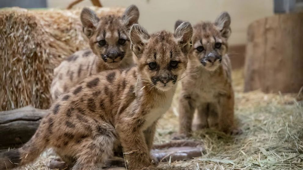 Los animales fueron rescatados en un control de rutina.