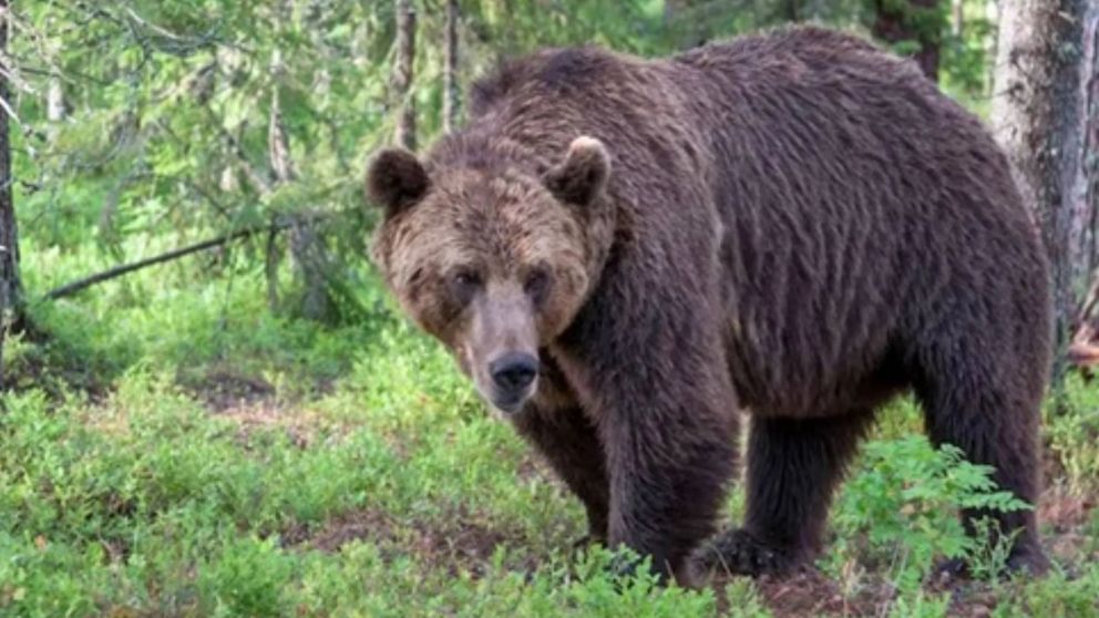 Siete muertos por ataques de osos en lo que va del año en Japón
