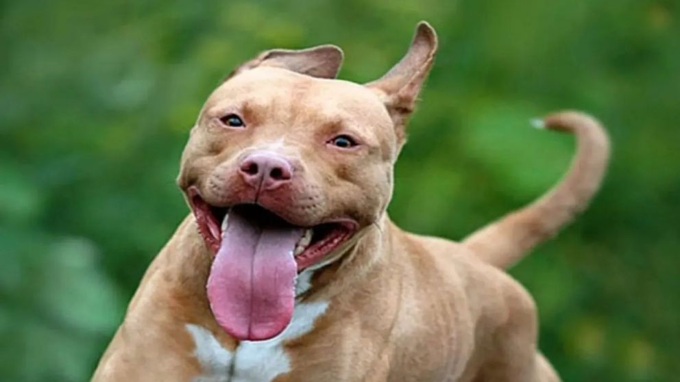 Un pitbull atacó a un nene de 8 años y fue hospitalizado en Jujuy (Imagen ilustrativa).