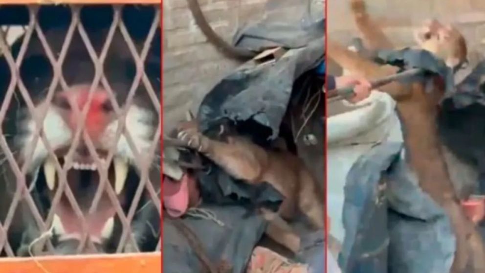 El puma fue capturado y será reubicado en su hábitat.