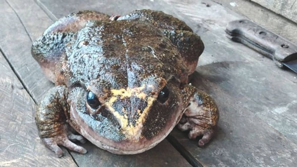 Es una especie llamada "Cornufer guppyi", que habita en Honiara y es una de las ranas más grandes del mundo.
