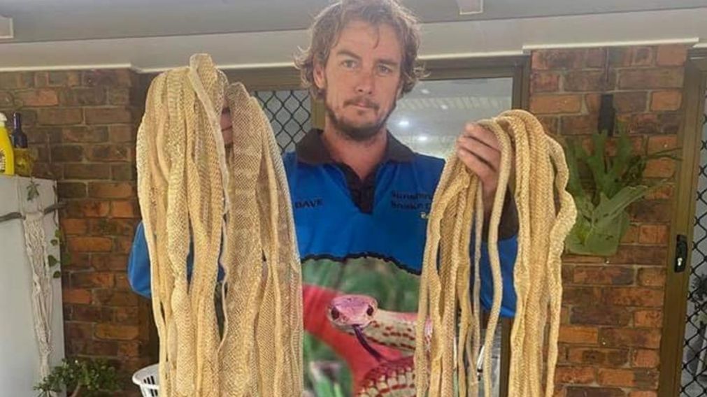 Un cazador de serpientes del grupo Sunshine Coast Snake Catchers encontró 30 pieles de serpientes en el techo de una casa.
