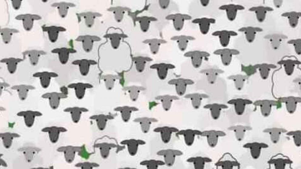 Reto viral: ¿podes encontrar la cabra entre las ovejas? Este desafío es casi imposible de resolver.