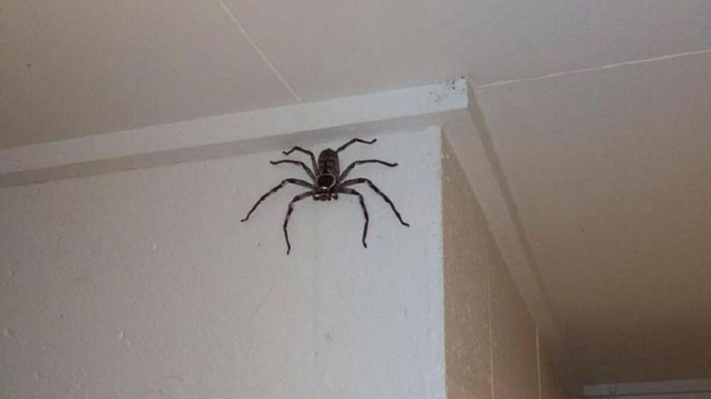 La araña rondaba entre los cuadernos (Imagen ilustrativa).