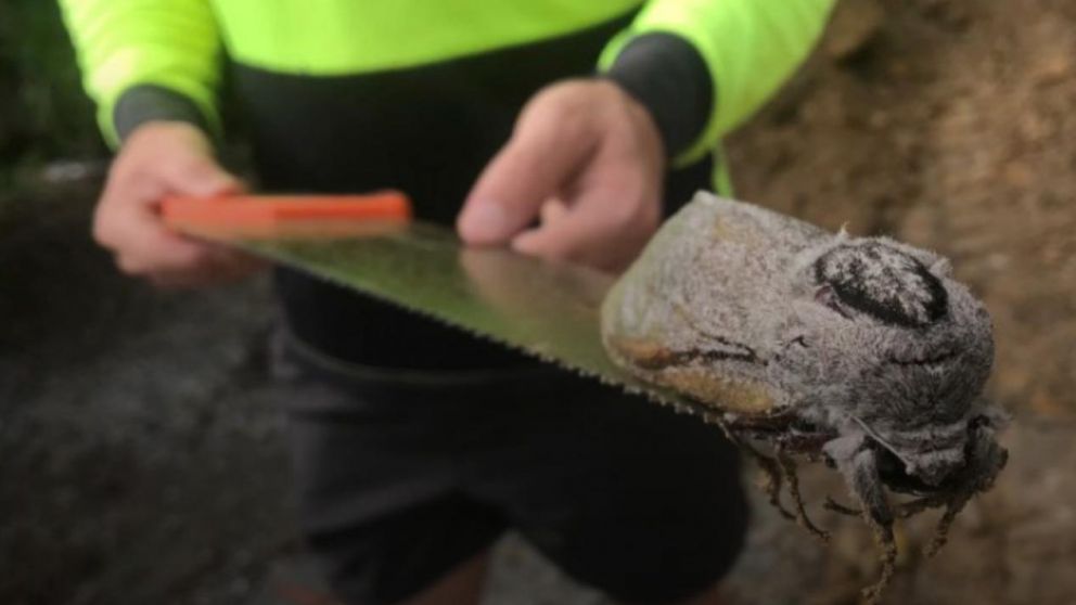 Encontraron una polilla gigante en una escuela primaria de Australia (gentileza ABC)