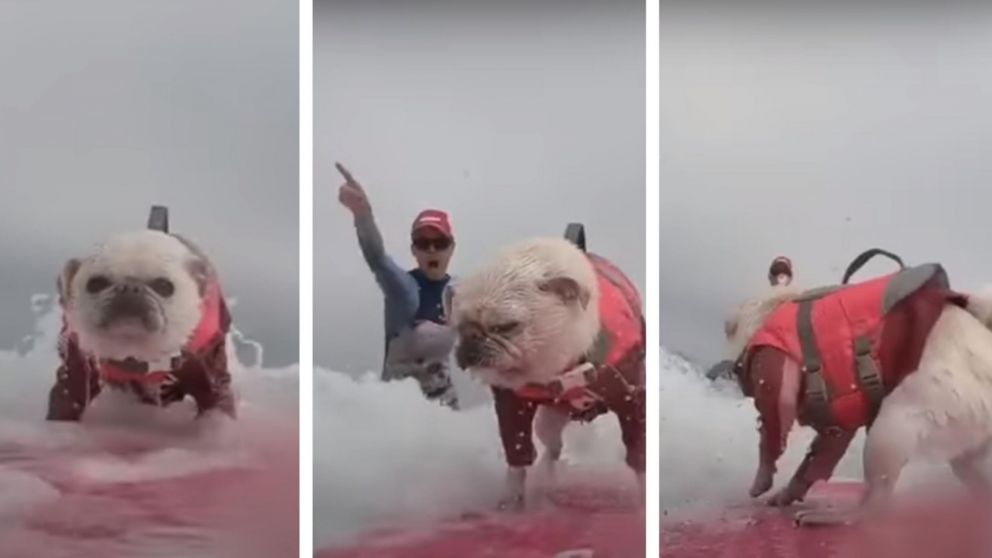 Un perro "surfer" es furor en youtube y logra miles de reproducciones. (Captura video)