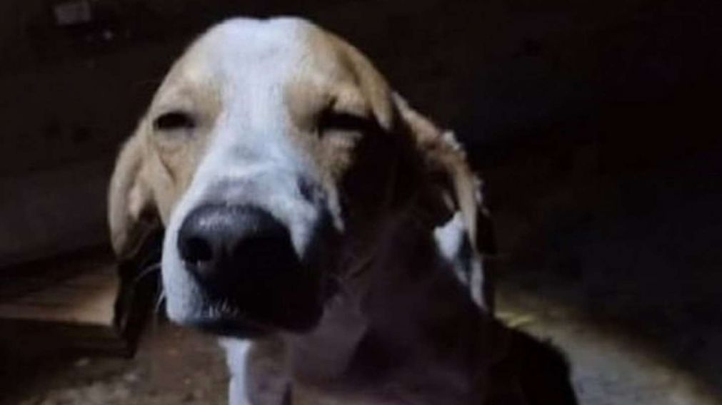 El perro "Fofinho", que en español significa "mimoso", no dudó en mostrar los colmillos para defender a la dueña.