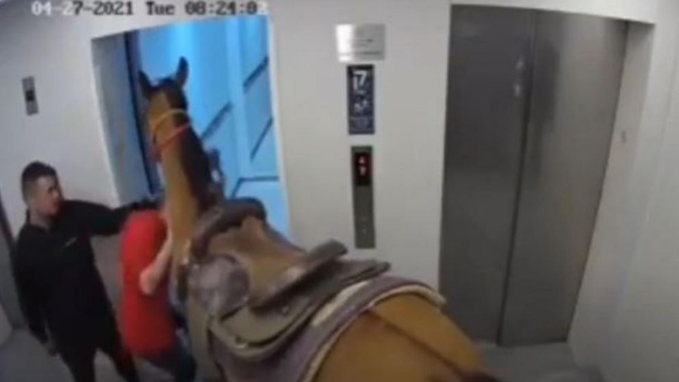 Habían ido con el caballo "a visitar a un amigo" (Captura)