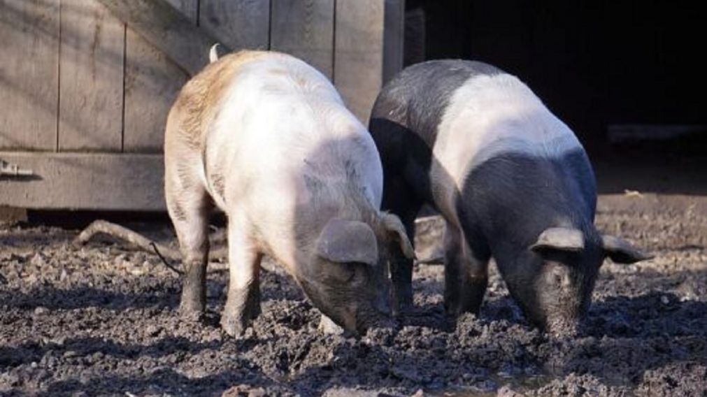 Trató de violar a una joven y le cortaron el pene para dárselo de comer a los chanchos.