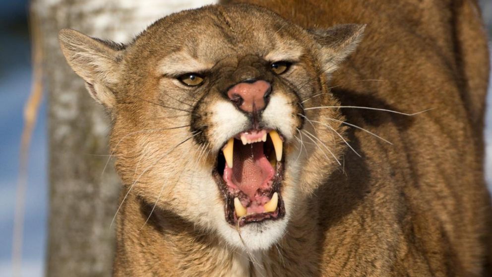 Hay una perra herida y otros dos animales desaparecidos en la zona. Creen que v�ctimas del puma que es intensamente buscado. (Imagen ilustrativa. Gentileza: Lavanguardia.com)