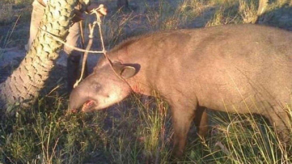 La caza y matanza de Tapir está prohibida.