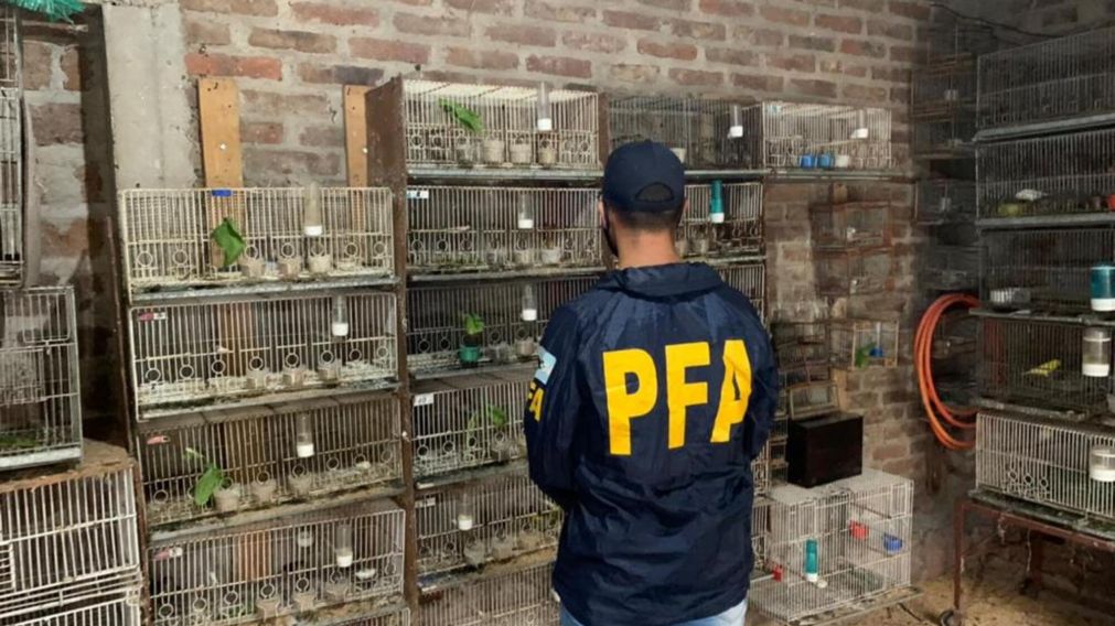 Parte de las aves rescatadas por la policía