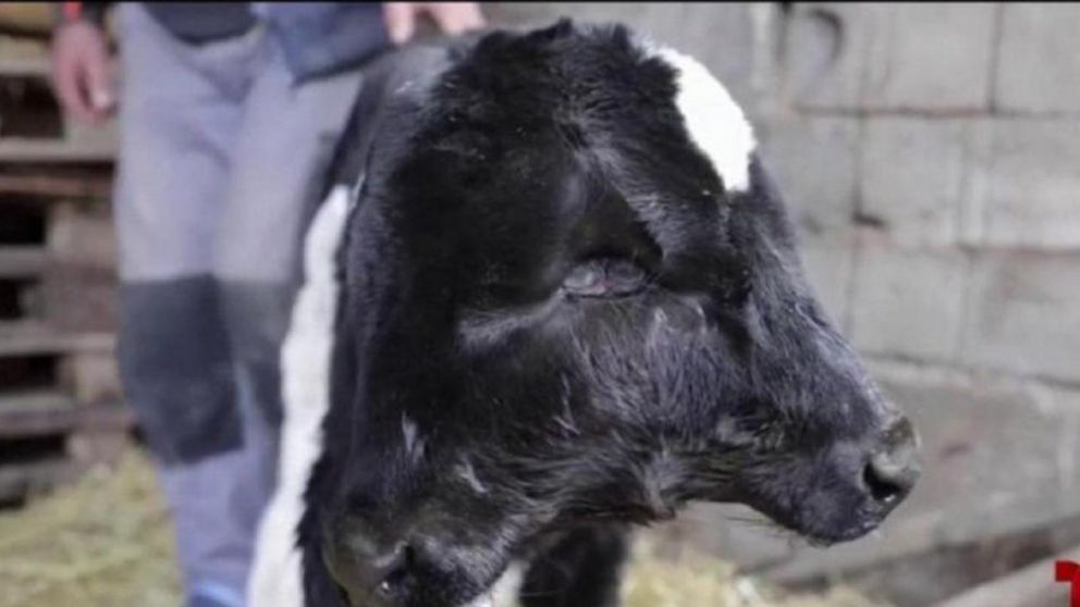 El ternero�tiene dos cr�neos que se mueven a la par, y cuando una cabeza, por ejemplo, toma agua, la otra imita el movimiento.