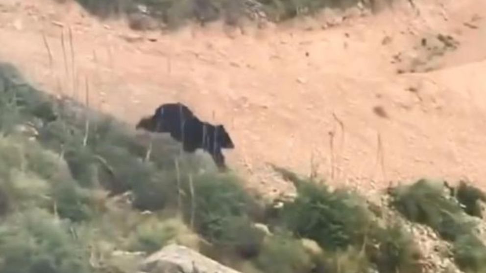 Un oso persigue a un ciclista profesional por una montaña (captura Instagram @montanaknifecompany ).