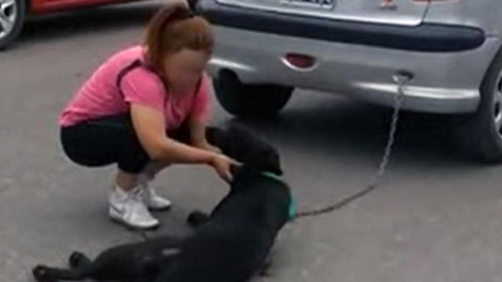 El animal arrastrado con el auto