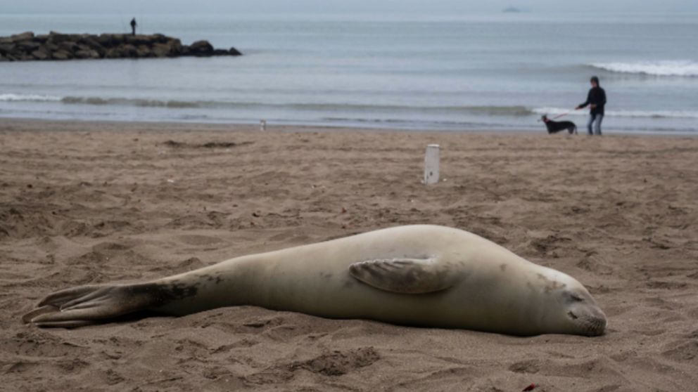 La foca cangrejera es una de las especies más abundantes de la Antártida.
