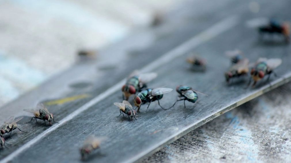 Sin insecticida: el truco casero para deshacerte de las moscas.