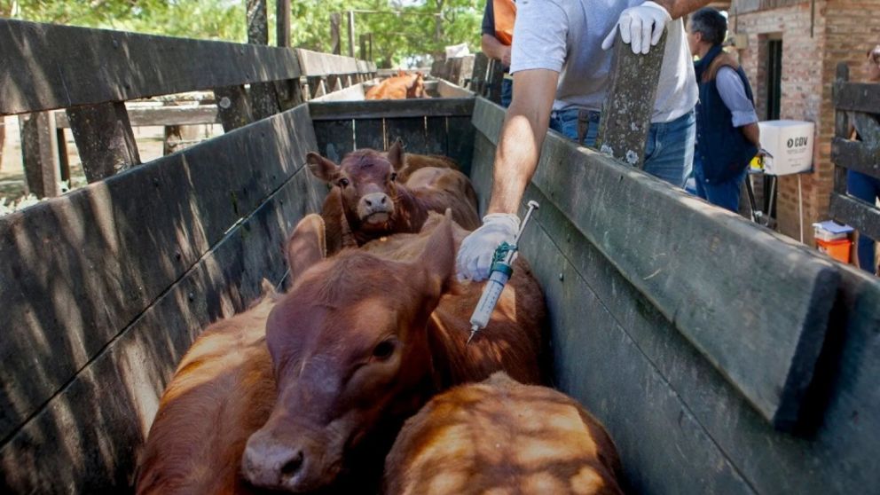 El Gobierno de Javier Milei cambió el plan de vacunación contra la fiebre aftosa (Gentileza Argentina.gob.ar).