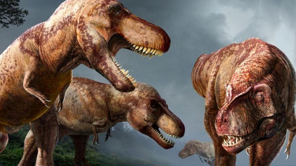 La investigaci�n estuvo a cargo del Departamento de Biolog�a Integrativa y del Museo Paleontol�gico (Gentileza Science). 