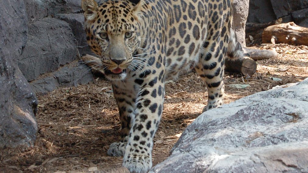 Esta especie figura en la lista roja de las que corren riesgo de desaparecer.