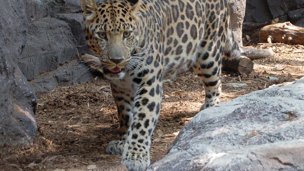 Esta especie figura en la lista roja de las que corren riesgo de desaparecer.