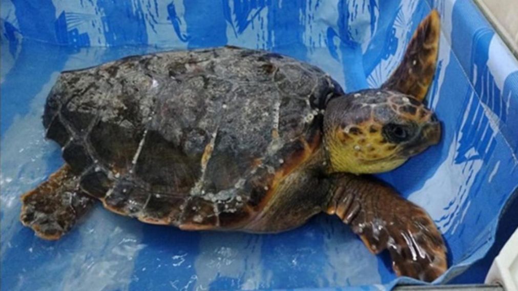 El reptil permanecerá en observación en la Estación de Rescate de Fauna Marina Guillermo "Indio" Fidalgo para comprobar su estado de salud.