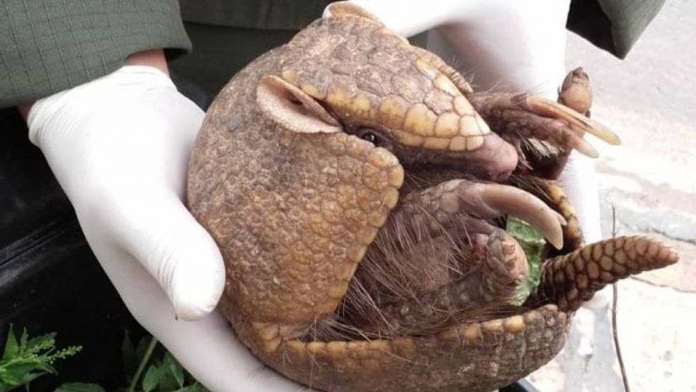 El animal se encuentra en buen estado de salud (Gentileza Argentina Gob).