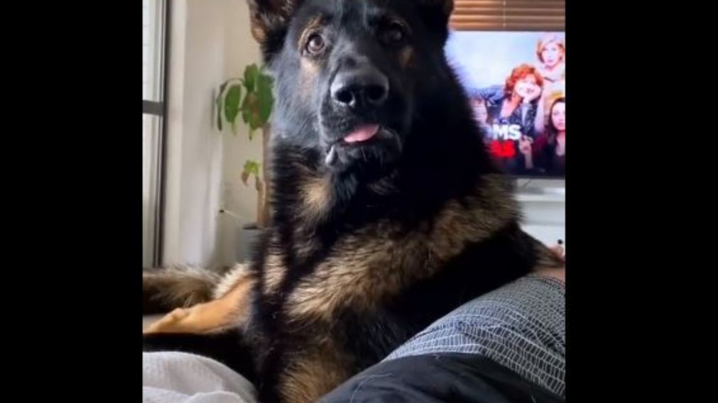 El perro entró en estado de alerta de forma inmediata (Captura de pantalla).