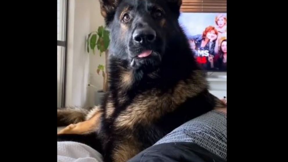 El perro entró en estado de alerta de forma inmediata (Captura de pantalla).