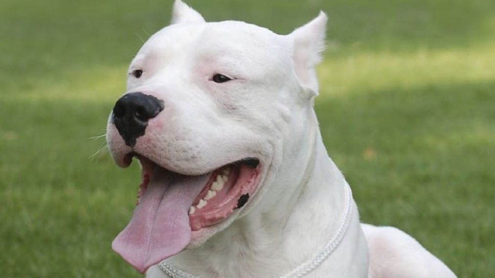 Un dogo que está suelto preocupa a los vecinos en City Bell