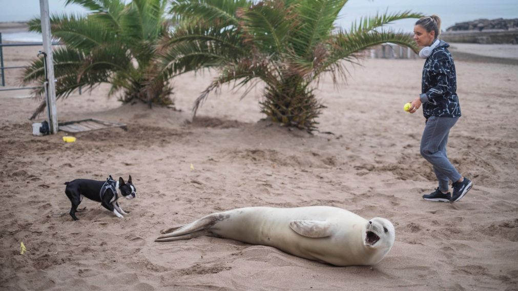 Aparece en Mar del Plata foca de aguas ant�rticas.