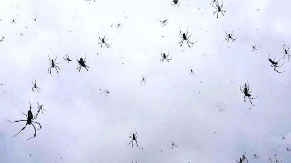 Se registra cuando las arañas migran utilizando su tela a modo de paracaídas. (Imagen ilustrativa)