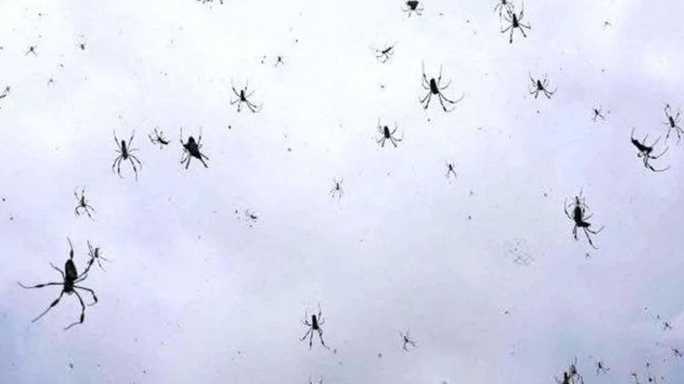 Se registra cuando las arañas migran utilizando su tela a modo de paracaídas. (Imagen ilustrativa)