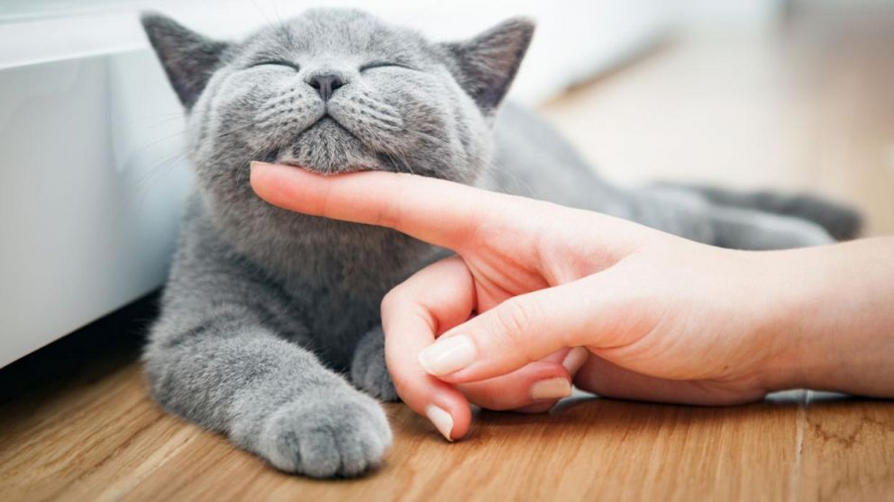 El 65% de los felinos analizados se mostraron ansiosos ante la ausencia de sus dueños.