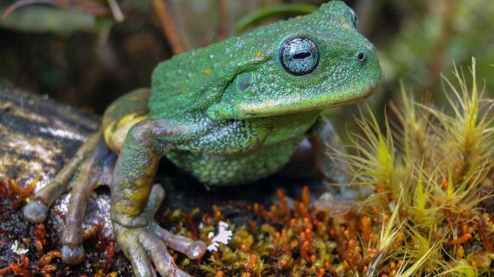 Descubren nueva especie de rana en el Amazonas del Norte de Perú.