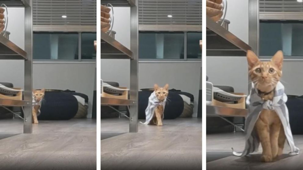 Así un gato desfila como modelo profesional y se transforma en tendencia en Tiktok. (Captura video)