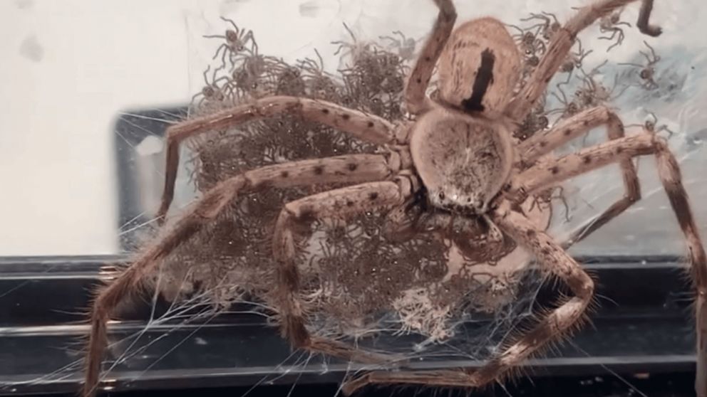 La picadura de la araña encontrada por Lisa es venenosa pero no mortal.