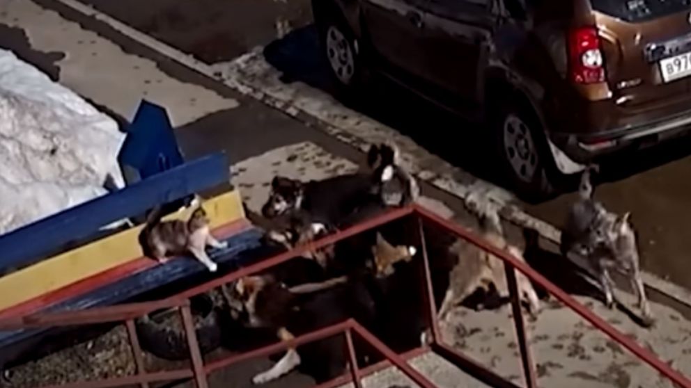 Así gatito lucha contra una jauría de perros.