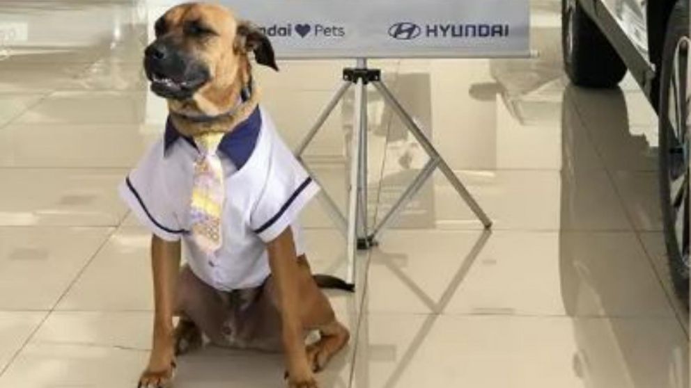 Tucson es un trabajador más en la concesionaria de autos de Brasil que lo adoptó (Instagram)