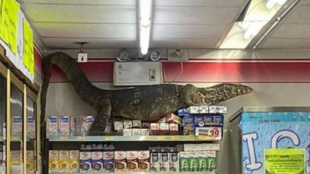 El lagarto se subi� arriba de las g�ndolas en un supermercado en Tailandia (Captura)
