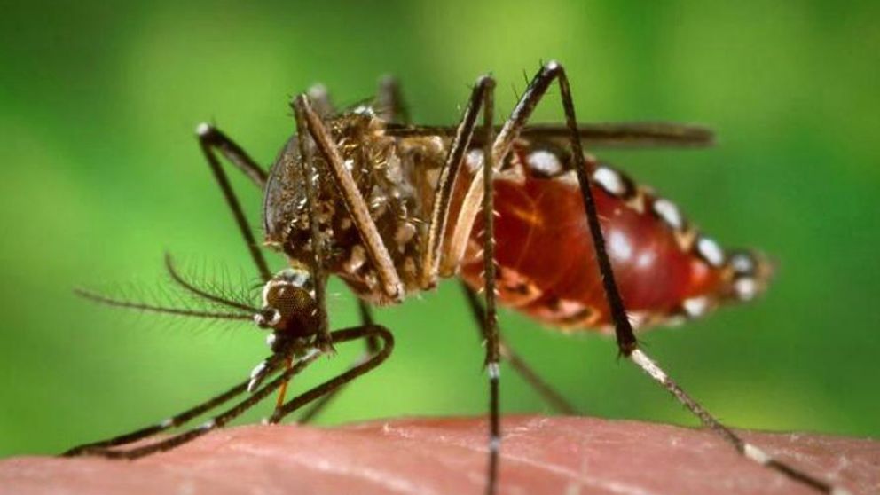 El mosquito Aedes Aegypti es transmisor de la enfermedad.