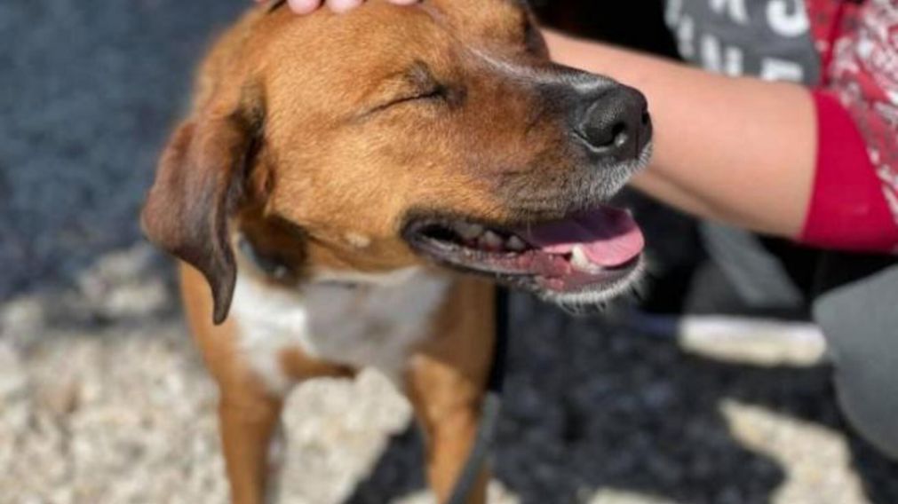 Rusty pasó por varias asociaciones y hoy sigue esperando un hogar que lo reciba
