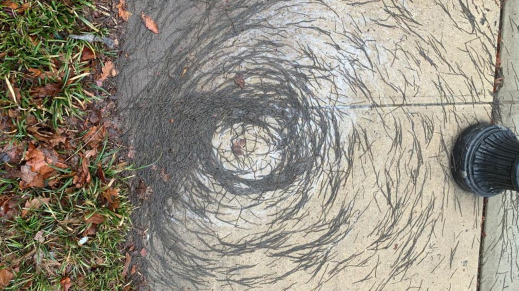 La fotografía de las lombrices fue tomada en un parque luego de un día de lluvia.