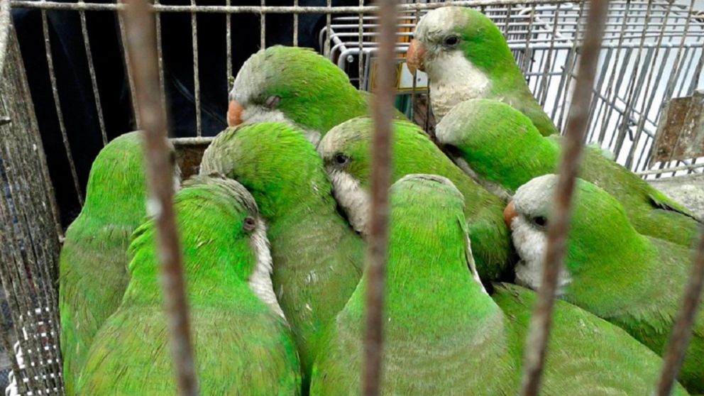 La venta de aves en la vía pública favorece la transmisión de la enfermedad.