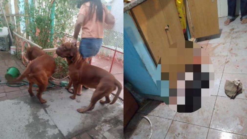En un descuido de la dueña, los perros ingresaron a su casa y mataron a su caniche.