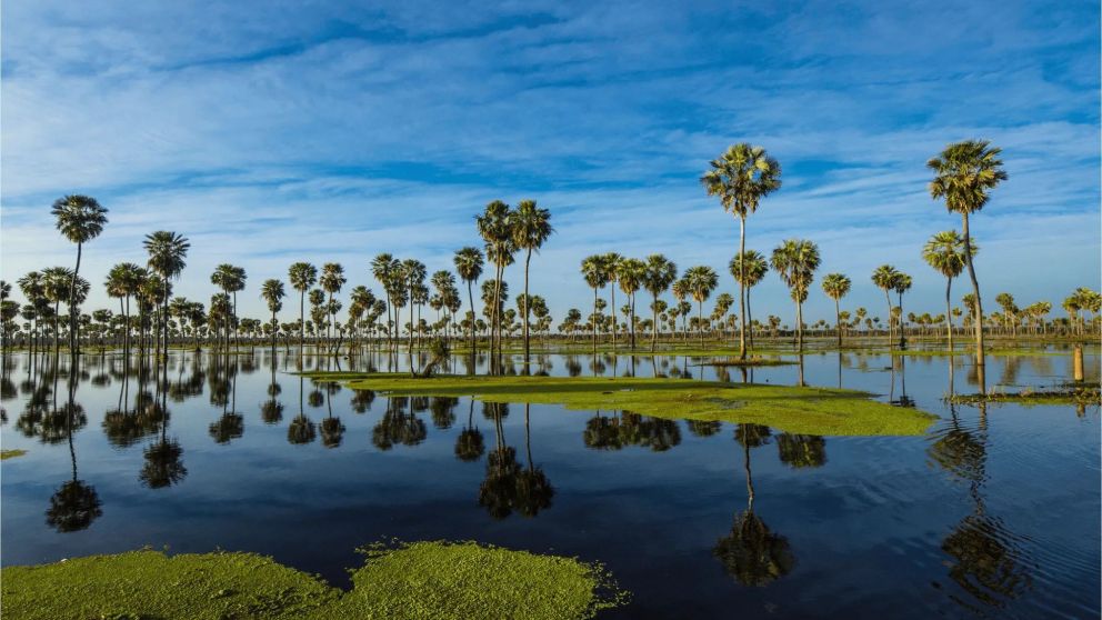 Horizonte inundado, palmeras reflejadas y el esplendor del humedal que pocos conocen en el Gran Chaco argentino.