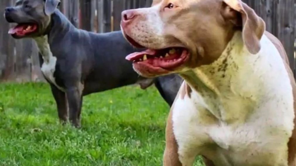 Dos pitbull atacaron a un trabajador que debió ser internado.