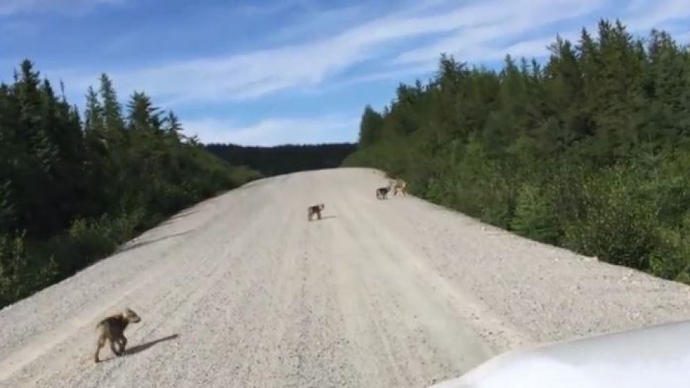Una manada de cachorros de lobos fueron grabadas cuando practicaban su aullidos